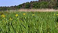 Die Feuchtwiese Papenwiese mit Sumpf-Schwertlilien (2018)