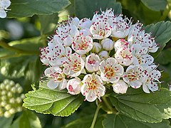 Physocarpus opulifolius (L.) Maxim. — Physocarpe à feuilles d'obier