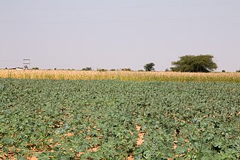 Champs de ricin et de maïs dans la région de Pokharan.