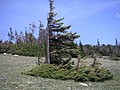 Épinette d'Engelmann battu par les vents, Colorado