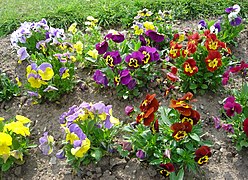 Parterre de multiples variétés de Pensées cultivées (Viola ×wittrockiana).