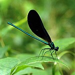 Ebony jewelwing (Calopteryx maculata), male, San Jacinto County