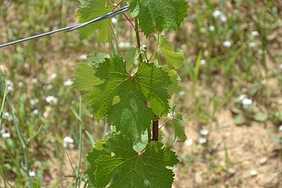 Fuèlha caracteristica de Chenin blanc