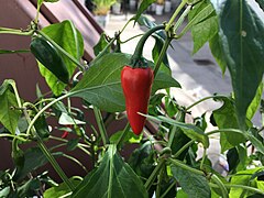 Cayenne peppers, a cultivar of Capsicum annuum