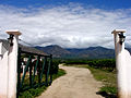 Vineyard and mountains