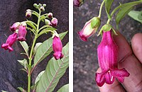 Barthlottia madagascariensis, a large shrub from the foxglove family in Madagascar