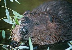 Nordamerikansk bæver, Castor canadensis