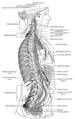 The right sympathetic chain and its connections with the thoracic, abdominal, and pelvic plexuses.