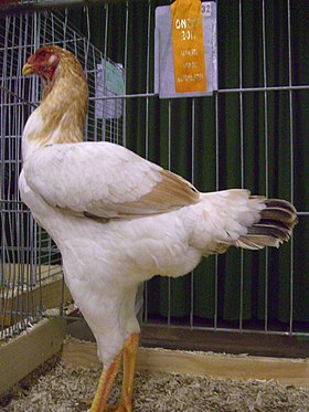 Poule froment doré