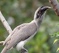 The Indian grey hornbill is an overall grey bird and native to the Indian subcontinent. So are other members of genus Ocyceros.