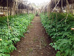 Pépinière de Moringa stenopetala dans la zone Gurage.