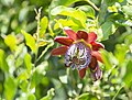 Flor de Mbaracuya, Rocha, Uruguay.