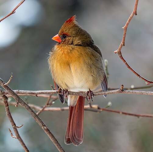 Самка красного кардинала (Cardinalis cardinalis)