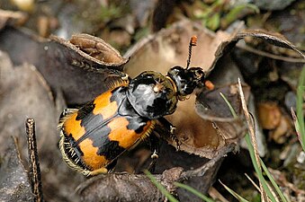 Nicrophorus vespillo el la Silphidae