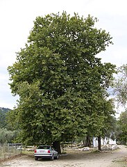 Platanus orientalis