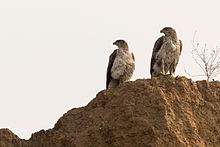 Deux Aigles de Bonelli perchés sur un rocher.