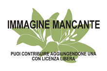 Immagine di Temburongia simplex mancante