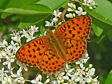 Pietinis perlinukas (Brenthis daphne)