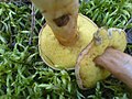 Boletus subtomentosus