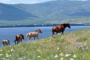 Chevaux bachkirs près du lac Yakty-Kul dans le Trans-Oural.