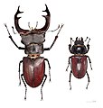 El ciervo volante (Lucanus cervus) es una especie de coleóptero escarabeiforme de la familia Lucanidae. Es el escarabajo más grande de Europa y presenta un marcado dimorfismo sexual; los machos son mayores que las hembras y poseen unas mandíbulas muy desarrolladas que recuerdan las astas de un ciervo, de donde deriva su nombre común. Por Didier Descouens.