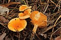 Hygrophoropsis aurantiaca