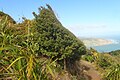 A windswept Hall's tōtara (Podocarpus laetus) on the slopes of Te Rau-o-te-Huia / Mount Donald McLean