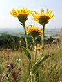 Auch der wärmeliebende Christusaugen-Alant (Inula oculus-christi) gilt als gefährdet.[3]