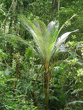 Oraniopsis appendiculata in der Nähe des Kauri Creek