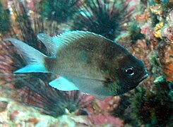 Chromis cinerascens