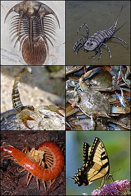 Trilobiten - Skorpioonen - Koonkern Kraaben - Düüsenbianer - Insekten