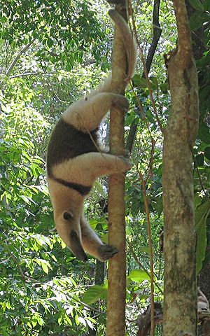 tamanduo (Tamandua tetradactyla)