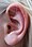 Ear