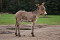 Una cría de burro (Equus asinus), animal doméstico de la familia de los équidos. Por Lilly M.