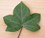 Klimop (Hedera helix)