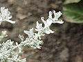 Helichrysum petiolare.