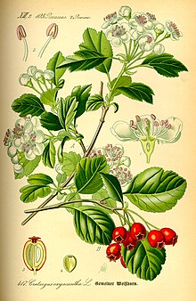 Tömbilehine viirpuu (Crataegus laevigata). Otto Wilhelm Thomé illustratsioon (1885)