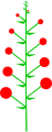 Indeterminate inflorescence with an acropetal maturation and lateral flower buds.