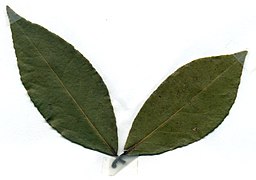 Mediterranean (sweet) bay leaf