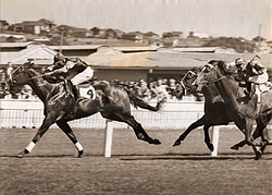 San Domenico, 1950 & 1951 winner