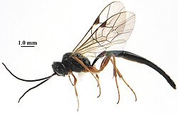 Seleucus cuneiformis (Ichneumonidae)