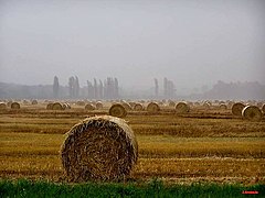 Polja v ravninski Slavoniji, delu Panonske nižine