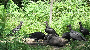 Six vultures on a wild hog carcass in Florida