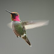 Le mâle du Colibri d'Anna est recouvert de plumes iridescentes.