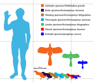 Archaeopteryx sizes ranging between about 25 and 50 cm long and between 25 and 60 cm in wingspan