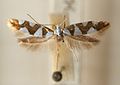 Argyresthia brockeella