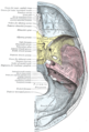 Base of the skull. Upper surface