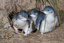 Group of three little penguins at the entrance of a nesting burrow