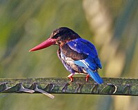 Javan Kingfisher