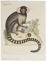 Iconografia Zoologica, 1700-1880